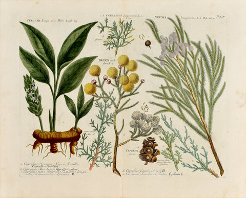 Johann Wilhelm Weinmann (1683-1741) Curcuma longa (Turmeric) N.448