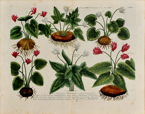 Johann Wilhelm Weinmann (1683-1741) Cyclamen (Sowbread) N. 453