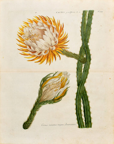Johann Wilhelm Weinmann (1683-1741) Selenicereus grandiflorus (Queen of the Night) N. 354