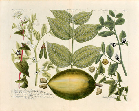 Johann Wilhelm Weinmann (1683-1741) Polygonum (Knotweed) N. 500