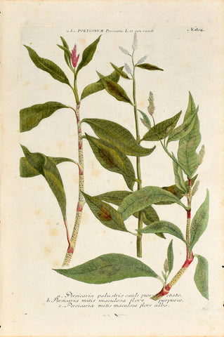 Johann Wilhelm Weinmann (1683-1741) Polygonum persicaria (Lady’s Thumb) N. 804
