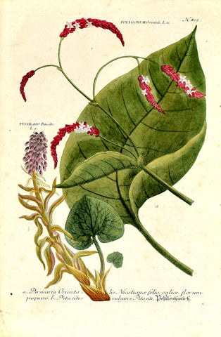 Johann Wilhelm Weinmann (1683-1741) Persicaria orientalis & Petasites hybridus (Butterbur) N. 805
