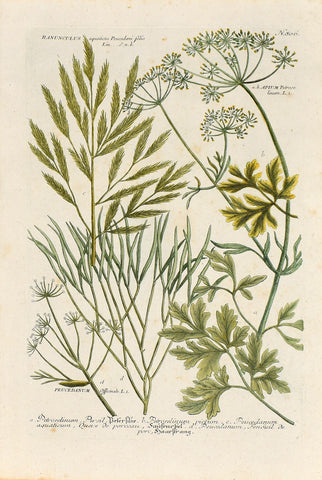 Johann Wilhelm Weinmann (1683-1741) Ranunculus aquaticus (Water Crowfoot) N. 806