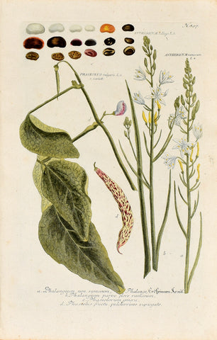 Johann Wilhelm Weinmann (1683-1741) Phaseolus vulgaris (Common Bean) N. 807