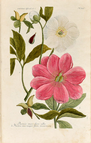 Johann Wilhelm Weinmann (1683-1741) Paeonia officinalis (Common Peony) N. 776