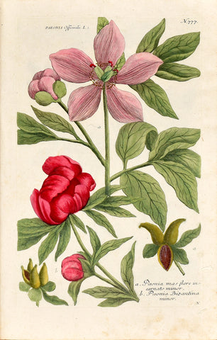 Johann Wilhelm Weinmann (1683-1741) Paeonia officinalis (Common Peony) N. 777