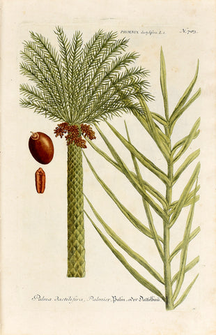 Johann Wilhelm Weinmann (1683-1741) Phoenix dactylifera (Date Palm) N. 783