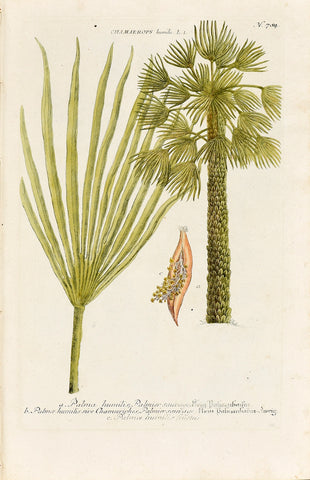 Johann Wilhelm Weinmann (1683-1741) Chamaerops humilis (European Fan Palm) N. 784