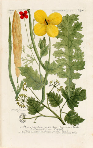 Johann Wilhelm Weinmann (1683-1741)  Panicum (Foxtail Millet) N. 786