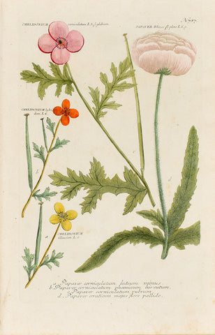 Johann Wilhelm Weinmann (1683-1741) Chelidonium (Horned Poppy) & Papaver rhoeas (Corn Poppy) N. 787