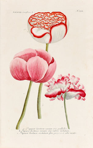Johann Wilhelm Weinmann (1683-1741) Papaver somniferum (Opium Poppy) N. 792