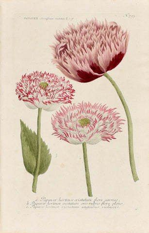 Johann Wilhelm Weinmann (1683-1741) Papaver somniferum (Opium Poppy) N. 793