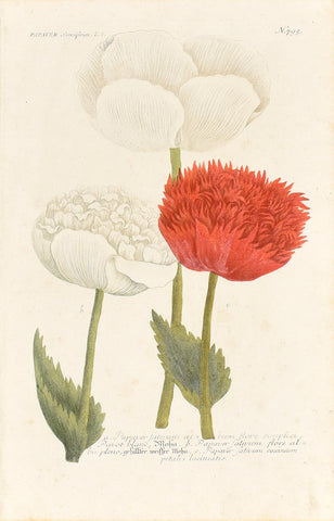Johann Wilhelm Weinmann (1683-1741) Papaver somniferum (Opium Poppy) N. 795