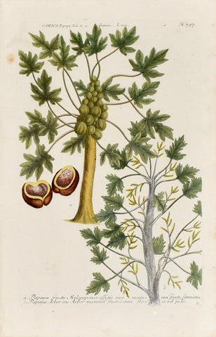 Johann Wilhelm Weinmann (1683-1741) Carica papaya (Papaya) N. 797