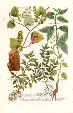 Johann Wilhelm Weinmann (1683-1741) Cissampelos (Velvetleaf) N. 798
