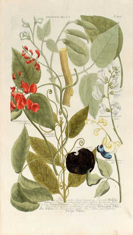 Johann Wilhelm Weinmann (1683-1741) Phaseolus (Bean) 7 & Passiflora (Passionflower) N. 808