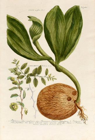 Johann Wilhelm Weinmann (1683-1741) Cocos nucifera (Coconut Palm) N. 780