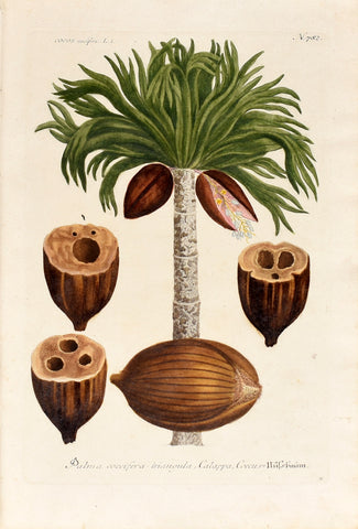 Johann Wilhelm Weinmann (1683-1741) Cocos nucifera (Coconut Palm) N. 782