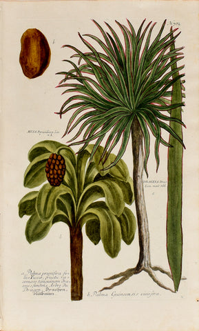 Johann Wilhelm Weinmann (1683-1741) Dracaena (Dragon Tree) & Musa (Plantain) N. 785