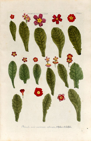 Johann Wilhelm Weinmann (1683-1741) Primula veris (Cowslip) N. 833