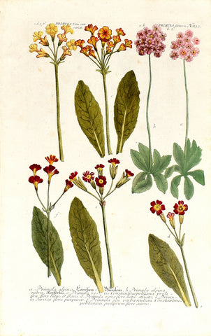 Johann Wilhelm Weinmann (1683-1741) Primula farinosa (Bird’s-eye Primrose) N. 834