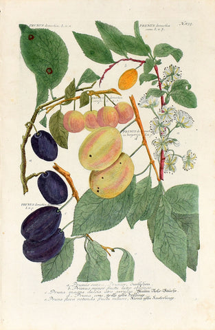 Johann Wilhelm Weinmann (1683-1741) Prunus domestica (European Plum) N. 835