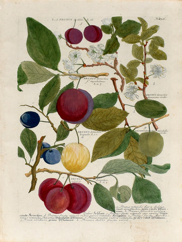 Johann Wilhelm Weinmann (1683-1741) Prunus insititia (Damson Plum) N. 836