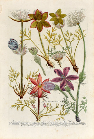 Johann Wilhelm Weinmann (1683-1741) Anemone pulsatilla (Pasqueflower) N. 839
