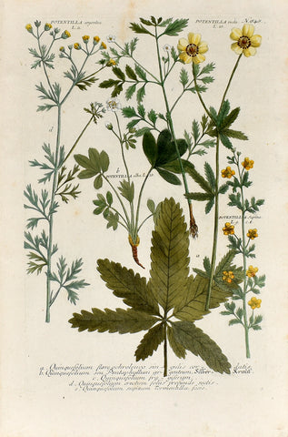 Johann Wilhelm Weinmann (1683-1741) Potentilla (Cinquefoil) N. 848
