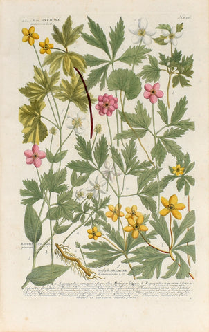 Johann Wilhelm Weinmann (1683-1741) Anemone (Windflower) & Ranunculus (Buttercup) N. 856