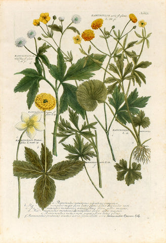 Johann Wilhelm Weinmann (1683-1741) Ranunculus (Buttercup) N. 857