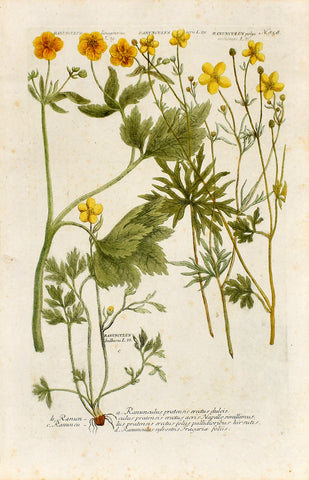 Johann Wilhelm Weinmann (1683-1741) Ranunculus (Buttercup) N. 858