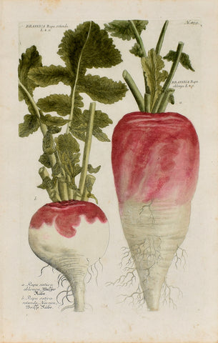 Johann Wilhelm Weinmann (1683-1741) Brassica rapa (Turnip) N. 859