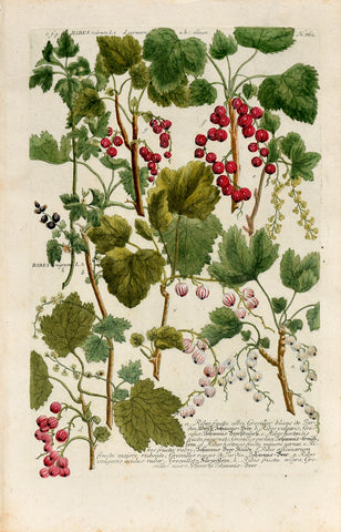 Johann Wilhelm Weinmann (1683-1741) Ribes rubrum (Currant) & Gooseberry N. 865