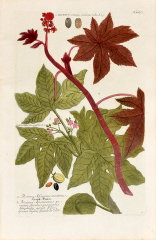 Johann Wilhelm Weinmann (1683-1741) Ricinus (Castor Bean) & Jatropha (Bellyache Bush) N. 867