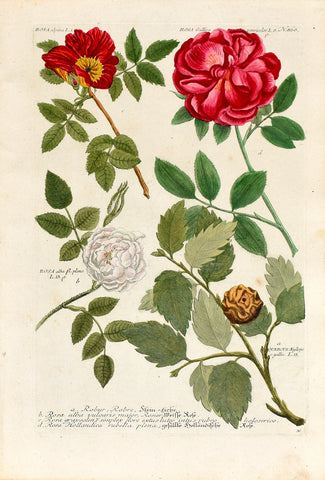 Johann Wilhelm Weinmann (1683-1741) Rosa alpina (Alpine Rose) & Rosa gallica (French Rose) N. 868