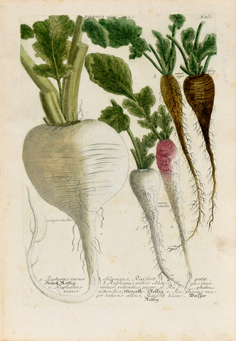 Johann Wilhelm Weinmann (1683-1741) Raphanus sativus (Radish) N. 860
