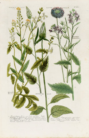 Johann Wilhelm Weinmann (1683-1741) Myagrum sativum (Gold of Pleasure) N. 862