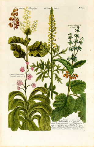 Johann Wilhelm Weinmann (1683-1741) Rheum (Rhubarb) N. 863
