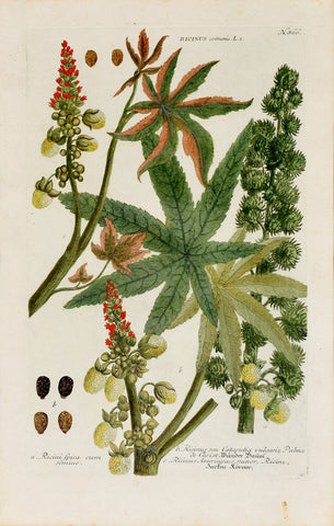 Johann Wilhelm Weinmann (1683-1741) Ricinus (Castor Bean) N. 866