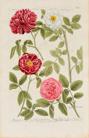 Johann Wilhelm Weinmann (1683-1741) Rosa gallica (French Rose) & Rosa spinosissima (Scotch Rose) N. 869
