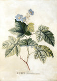 Georg Dionysius Ehret (German, 1708-1770), Rubus odoratus, Cornut (Purple-flowering Raspberry, Flowering Raspberry, or Virginia raspberry)
