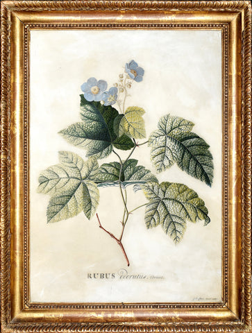 Georg Dionysius Ehret (German, 1708-1770), Rubus odoratus, Cornut (Purple-flowering Raspberry, Flowering Raspberry, or Virginia raspberry)