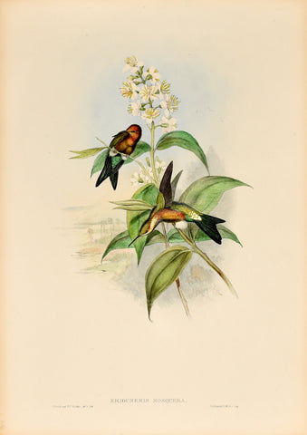 John Gould (1804-1881), Eriocnemis Mosquera (Golden-breasted Puffleg)