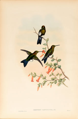 John Gould (1804-1881), Eriocnemis Sapphiropygia (Sapphire-vented Puffleg)