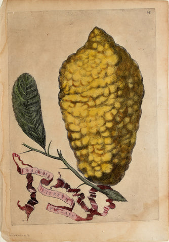 Giovanni Battista Ferrari (c. 1582 – 1655), editor, Plate 61
