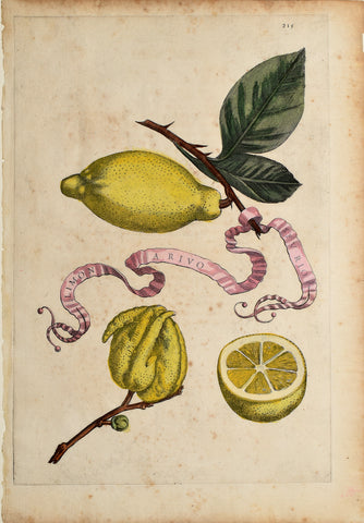 Giovanni Battista Ferrari (c. 1582 – 1655), editor, Plate 215