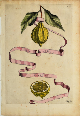 Giovanni Battista Ferrari (c. 1582 – 1655), editor, Plate 235