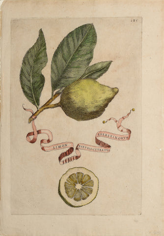 Giovanni Battista Ferrari (c. 1582 – 1655), editor, Plate 285