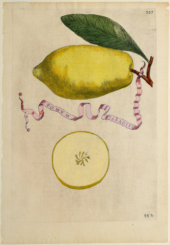 Giovanni Battista Ferrari (c. 1582 – 1655), editor, Plate 307